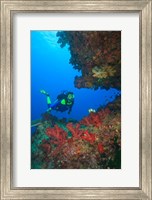 Framed Diver, Coral-lined Arc, Beqa Island, Fiji