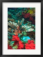 Framed Lionfish, Rainbow Reef, Taveuni Island, Fiji