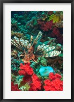 Framed Lionfish, Rainbow Reef, Taveuni Island, Fiji