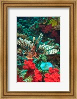 Framed Lionfish, Rainbow Reef, Taveuni Island, Fiji