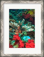 Framed Lionfish, Rainbow Reef, Taveuni Island, Fiji