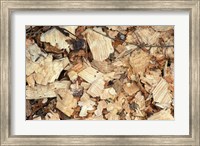 Framed Wood Chips on a TPL Property, Goshen, Connecticut