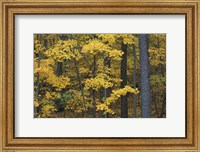 Framed Sugar Maples and Black Cherry in Litchfield Hills, Kent, Connecticut