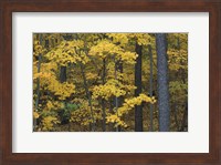 Framed Sugar Maples and Black Cherry in Litchfield Hills, Kent, Connecticut