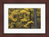 Framed Sugar Maples and Black Cherry in Litchfield Hills, Kent, Connecticut