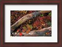 Framed Oak-Hickory Forest, Kent, Connecticut