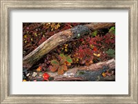 Framed Oak-Hickory Forest, Kent, Connecticut