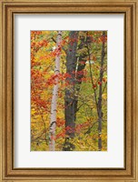 Framed Fall in a Mixed Deciduous Forest in Litchfield Hills, Kent, Connecticut