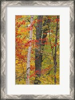 Framed Fall in a Mixed Deciduous Forest in Litchfield Hills, Kent, Connecticut