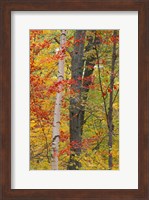 Framed Fall in a Mixed Deciduous Forest in Litchfield Hills, Kent, Connecticut
