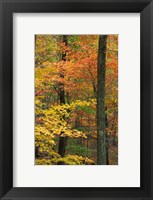 Framed Oak-Hickory Forest in Litchfield Hills, Connecticut