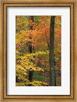 Framed Oak-Hickory Forest in Litchfield Hills, Connecticut