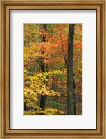 Framed Oak-Hickory Forest in Litchfield Hills, Connecticut