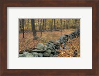 Framed Oak-Hickory Forest in Litchfield Hills, Kent, Connecticut
