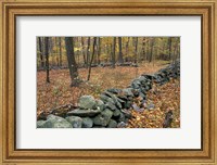 Framed Oak-Hickory Forest in Litchfield Hills, Kent, Connecticut