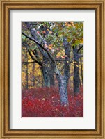 Framed Blueberries in Oak-Hickory Forest in Litchfield Hills, Kent, Connecticut