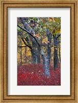 Framed Blueberries in Oak-Hickory Forest in Litchfield Hills, Kent, Connecticut