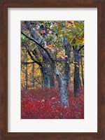 Framed Blueberries in Oak-Hickory Forest in Litchfield Hills, Kent, Connecticut