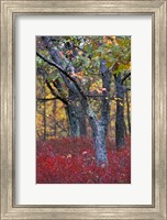 Framed Blueberries in Oak-Hickory Forest in Litchfield Hills, Kent, Connecticut