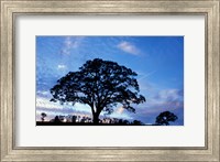 Framed Oak Trees at Sunset on Twin Oaks Farm, Connecticut