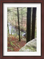Framed Forest of Eastern Hemlock Trees in East Haddam, Connecticut