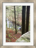 Framed Forest of Eastern Hemlock Trees in East Haddam, Connecticut