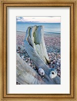 Framed Driftwood on the shell-covered Long Beach in Stratford, Connecticut