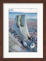 Framed Driftwood on the shell-covered Long Beach in Stratford, Connecticut