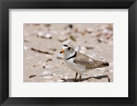 Framed Piping plover, Long Beach in Stratford, Connecticut
