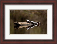 Framed Eastern Painted turtles, Farmington River, Tariffville, Connecticut