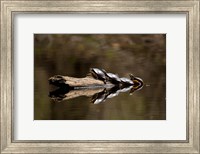 Framed Eastern Painted turtles, Farmington River, Tariffville, Connecticut