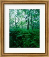 Framed Forest Ferns in Misty Morning, Church Farm, Connecticut