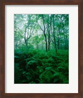 Framed Forest Ferns in Misty Morning, Church Farm, Connecticut