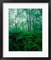 Framed Forest Ferns in Misty Morning, Church Farm, Connecticut