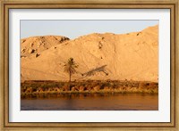 Framed Palm Tree on the Bank of the Nile River, Egypt