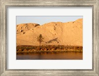 Framed Palm Tree on the Bank of the Nile River, Egypt