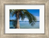 Framed Palm tree over clear waters around Nanuya Lailai Island, Blue Lagoon, Yasawa, Fiji, South Pacific