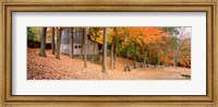 Framed Trees On A Hill, Connecticut