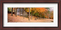 Framed Trees On A Hill, Connecticut