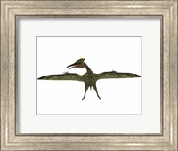 Framed Flying Pterodactylus