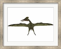 Framed Flying Pterodactylus