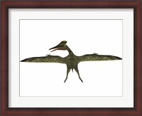 Framed Flying Pterodactylus