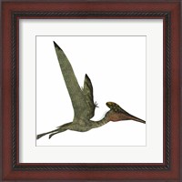 Framed Pterodactylus Flying Reptile