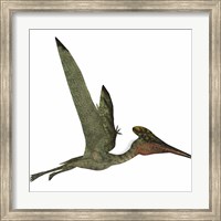 Framed Pterodactylus Flying Reptile
