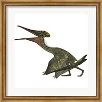 Framed Flying Pterodactylus  Reptile