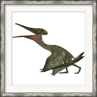 Framed Flying Pterodactylus  Reptile