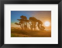 Framed Beach Trees