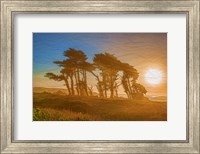 Framed Beach Trees