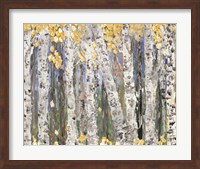 Framed Yellow Leaf Birch Trees
