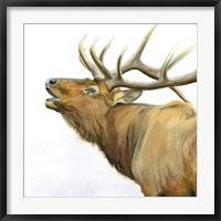 Framed Majestic Elk Brown Crop